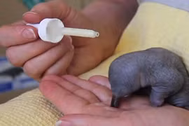 Xem thú lông nhím sơ sinh ăn sữa vô cùng đáng yêu 