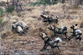 Bầy chó hoang bị cướp miếng ăn ngay trên miệng