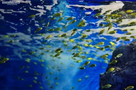 Mãn nhãn với đại dương cá ở Bảo tàng Hải dương học Nha Trang