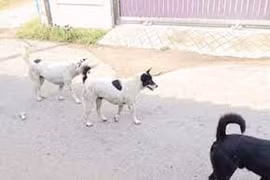 Clip: Bị chó truy đuổi, trăn khủng sợ hãi trèo lên cột điện lánh nạn