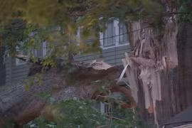 Cây cổ thụ 200 năm tuổi bất ngờ nứt toác, đổ ra đường vì nóng