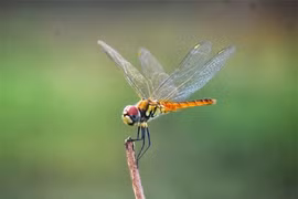 Sinh vật nhỏ bé này mới là loài săn mồi thành công nhất 