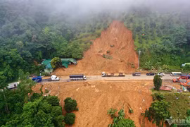 Đồi trồng sầu riêng ngay điểm sạt lở trên đèo Bảo Lộc có một phần đất rừng