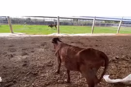 Đàn bò ốm đói trơ xương tại dự án công nghệ cao nghìn tỷ ở Bình Thuận