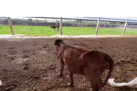 Đàn bò ốm đói trơ xương tại dự án công nghệ cao nghìn tỷ ở Bình Thuận