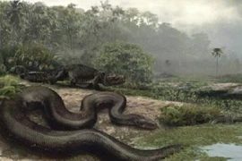 Một cơn “sốt cao” cách đây 55 triệu năm đã tạo ra loài rắn lớn nhất 