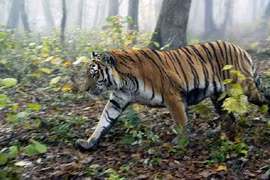 Thực hư thông tin gặp hổ trong vườn quốc gia Phong Nha - Kẻ Bàng