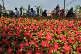 'Giải cứu' thanh long, mít, cam, bưởi... đến bao giờ?