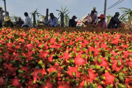 'Giải cứu' thanh long, mít, cam, bưởi... đến bao giờ?