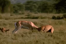 Clip: Rơi vào “cửa tử”, linh dương nổi điên húc thủng bụng báo săn