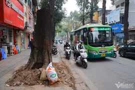 Muôn kiểu 'bức tử' cây xanh ở Hà Nội