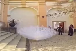 Màn xòe đuôi nhãn mãn của bạch khổng tước khiến triệu người mê mẩn