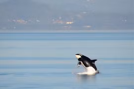 Cá voi sát thủ 'nổi điên' tấn công liên tiếp tàu bè