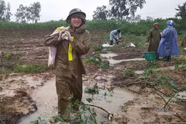 Công an dầm mưa nhổ sắn, dọn bùn giúp dân vùng lũ