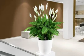 Cây nội thất giúp loại trừ nguy cơ ung thư, tốt cho phong thủy