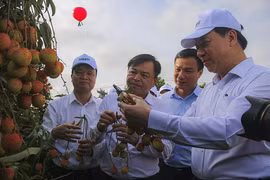 Hải Dương mở vườn vải, khai vụ xuất bán 60 nghìn tấn đặc sản