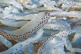 Làm giàu nhờ loài không não, có người thành tỉ phú