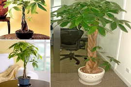 4 loại cây cảnh chỉ nghe tên đã thấy “tiền”