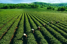 Du lịch Quảng Nam, đừng bỏ lỡ những điểm check in mới