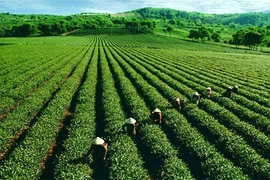 Du lịch Quảng Nam, đừng bỏ lỡ những điểm check in mới