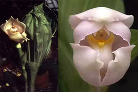 Độc đáo loài hoa lan tuyệt đẹp hình chiếc nôi em bé 