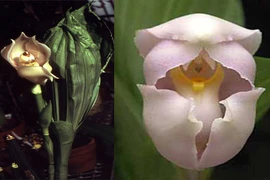 Độc đáo loài hoa lan tuyệt đẹp hình chiếc nôi em bé 