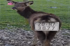 Bê... chính chủ