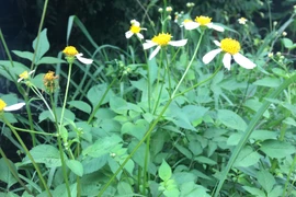 Cách dùng cây cúc dại chữa bệnh an toàn