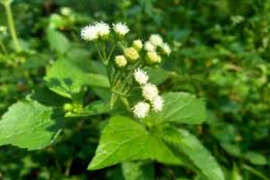 Cách dùng cây ngũ sắc chữa bệnh