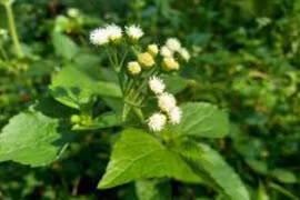 Cách dùng cây ngũ sắc chữa bệnh