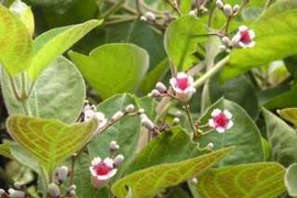 Bài thuốc chữa gout 0 đồng mọc đầy bờ rào chớ nên bỏ qua