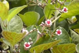 Bài thuốc chữa gout 0 đồng mọc đầy bờ rào chớ nên bỏ qua