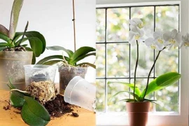 Cách chăm sóc lan hồ điệp tiếp tục ra hoa sau Tết