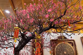 Chọn đào Tết phong thủy rước tài lộc