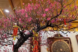 Chọn đào Tết phong thủy rước tài lộc