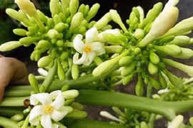 Hoa đu đủ đực có chữa được ung thư?