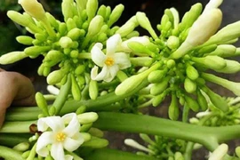 Hoa đu đủ đực có chữa được ung thư?