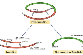 Bác sĩ chỉ rõ vai trò của Peptid C trong bệnh tiểu đường