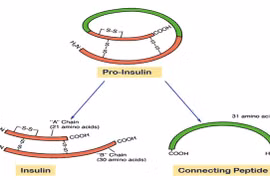Bác sĩ chỉ rõ vai trò của Peptid C trong bệnh tiểu đường