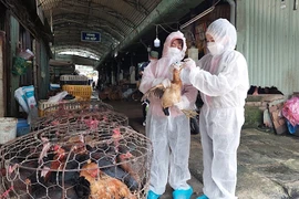 Xuất hiện ca nhiễm Cúm A (H9) đầu tiên tại Việt Nam: cần phòng tránh