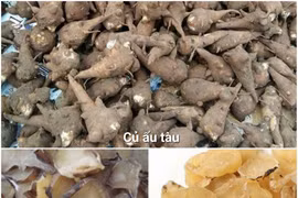 Tê bì tứ chi sau khi dùng củ ấu tàu chữa xương khớp