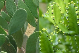 Nhiều người phải nhập viện do nhựa cây xương rồng bắn vào mắt