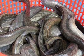 Bác sĩ mách loại cá giàu canxi gấp 9 lần mực, bổ ngang yến, giá rẻ