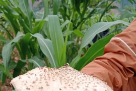 Một gia đình 8 người ngộ độc nấm: Nhận biết và xử trí ra sao?