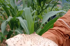 Một gia đình 8 người ngộ độc nấm: Nhận biết và xử trí ra sao?