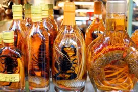 Luận bàn về tửu và cách dùng rượu thuốc giúp người già trường thọ