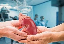 Tiêu chuẩn về hiến thận từ người cho sống