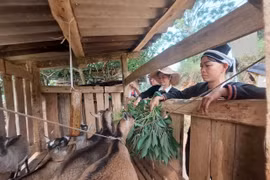 Bước qua định kiến giới, phụ nữ dân tộc khởi nghiệp nâng cao quyền làm chủ