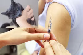 Tiêm vắc xin phòng dại có ảnh hưởng não?