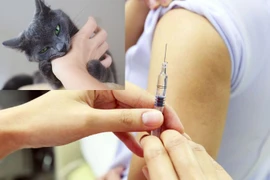 Tiêm vắc xin phòng dại có ảnh hưởng não?